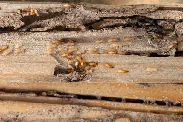 Best Pest Prevention Services  in Big Bass Lake, PA
